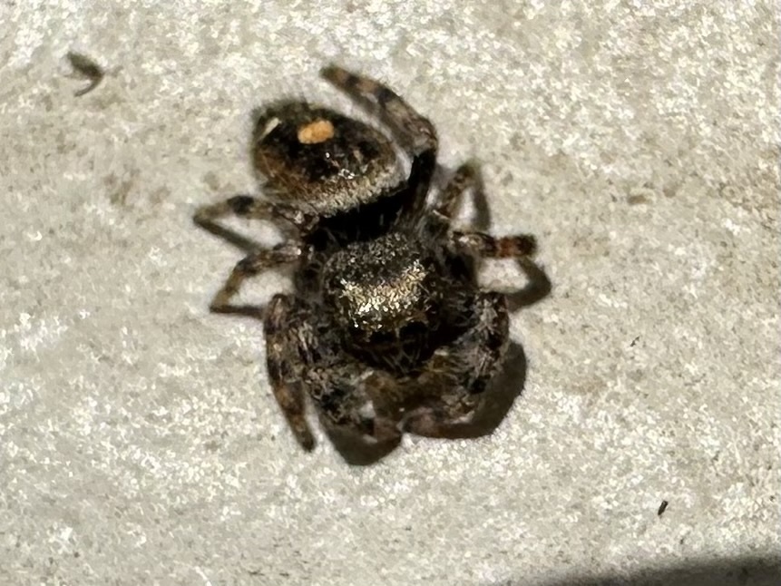 Bold Jumping Spider from W Kodiak Dr, Meridian, ID, US on November 11 ...