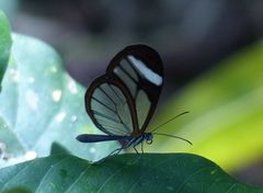 Pteronymia cotytto cotytto