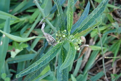 Asclepias nivea