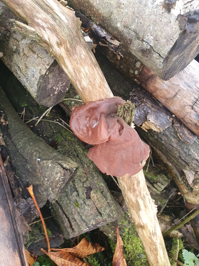 Auricularia auricula-judae · November 2025 · photo: © beth984 (iNaturalist, cc-by)