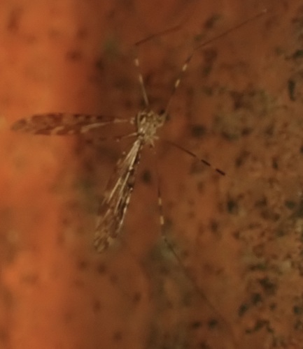 Unknown species found near North Highlands