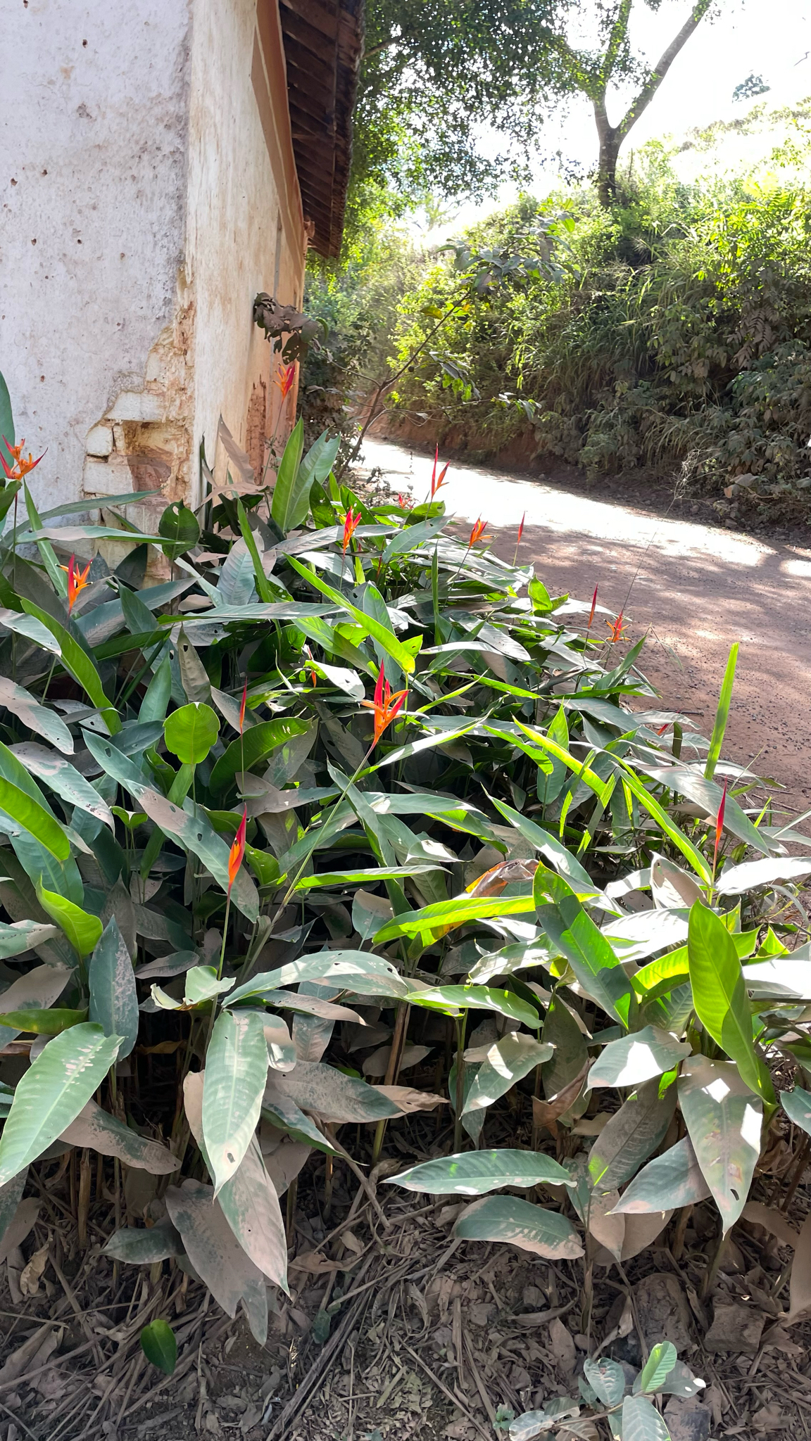 Heliconia psittacorum