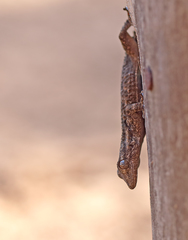 Tarentola mauritanica