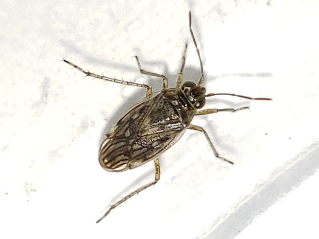 Pentacora sphacelata