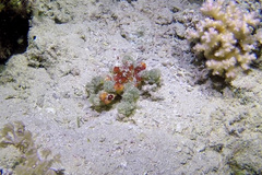 Camposcia retusa
