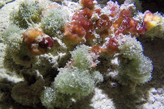 Camposcia retusa