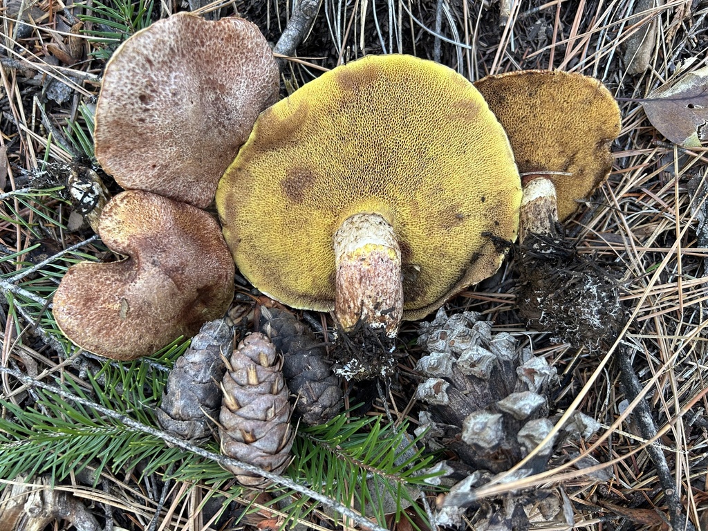 Suillus lakei · November 2025 · photo: © benjaminlemmond (iNaturalist, cc-by)