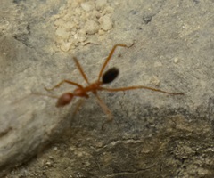 Leptomyrmex nigriventris