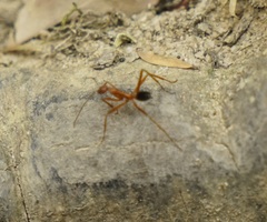 Leptomyrmex nigriventris