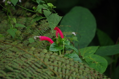 Centropogon cornutus