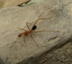 Leptomyrmex nigriventris