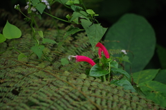 Centropogon cornutus