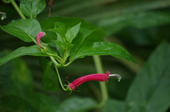 Centropogon cornutus