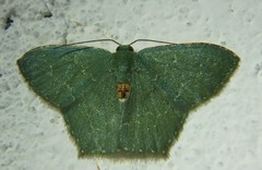 Hemithea marina