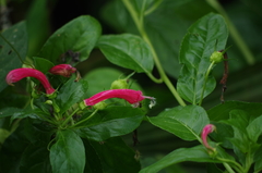 Centropogon cornutus