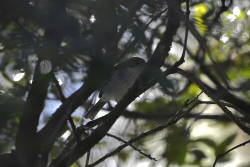 White-winged Warbler (Xenoligea montana), photo 4