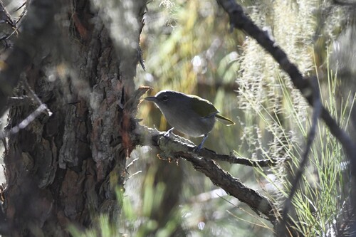 Green-tailed Warbler (Microligea palustris), photo 7