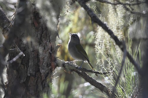 Green-tailed Warbler (Microligea palustris), photo 8