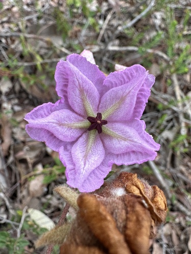 large flowered thomasia (Thomasia grandiflora)