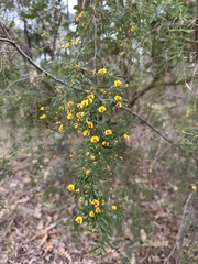 Bossiaea linophylla, photograph (c) Matt Berger, some rights reserved (CC BY)