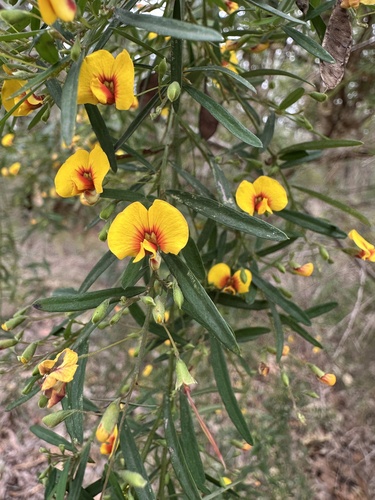 Yellow Bossiaea (Bossiaea linophylla)