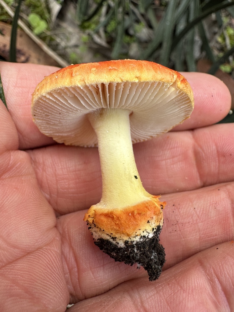 Amanita xanthocephala