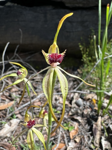 clubbed spider orchid (Caladenia longiclavata)