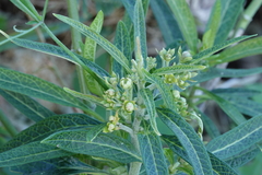 Asclepias nivea