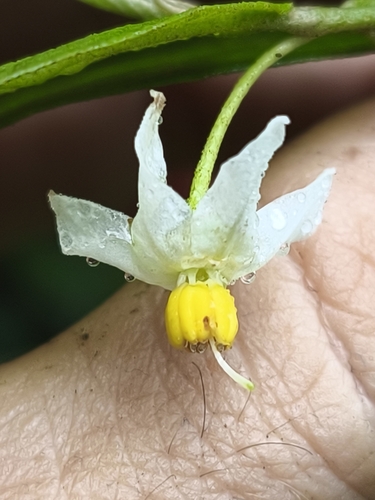 Solanum maranguapense