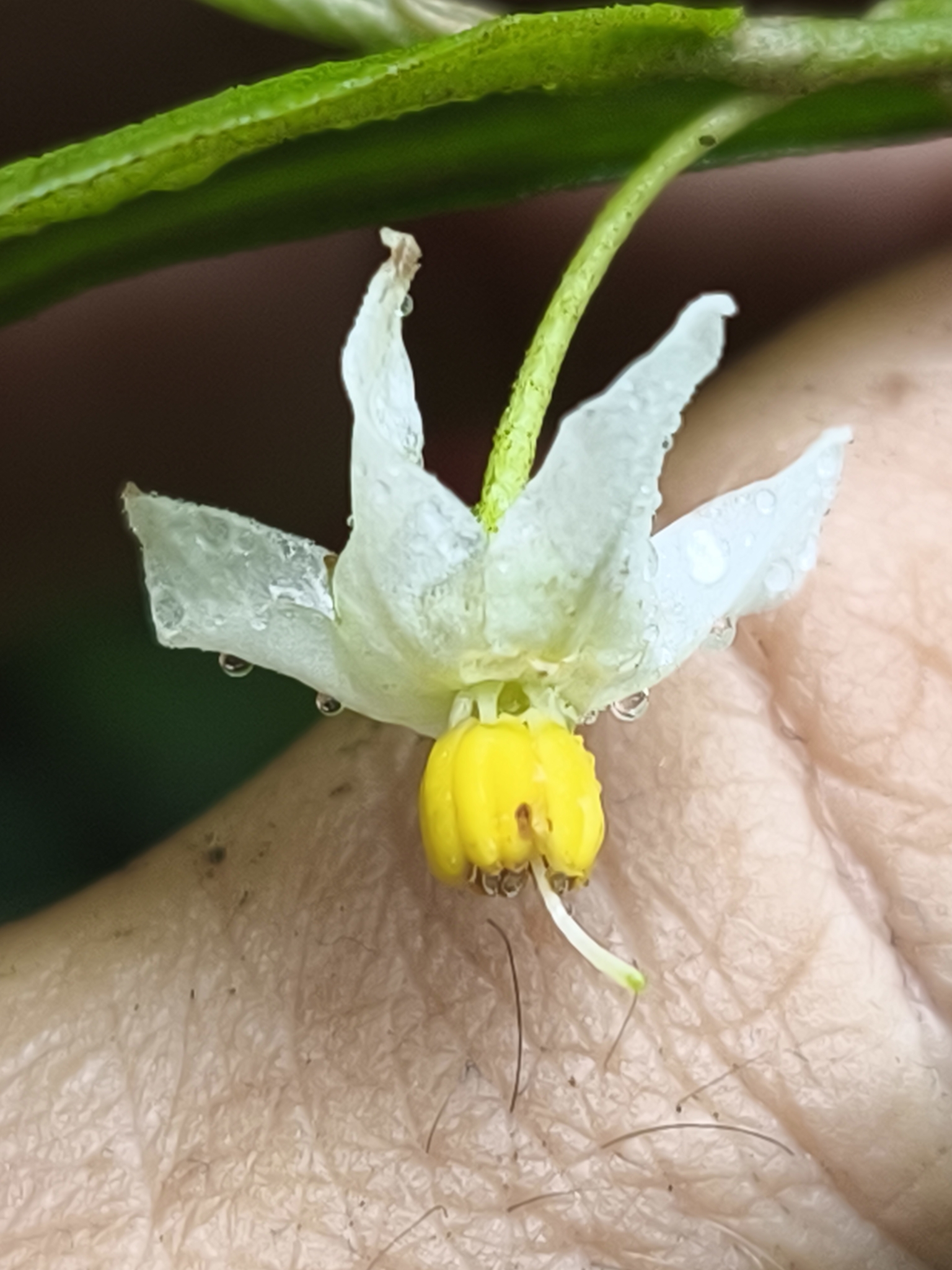 Solanum maranguapense