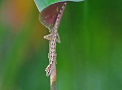 Anolis peraccae