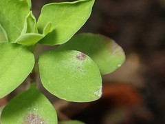 Podosphaera euphorbiae