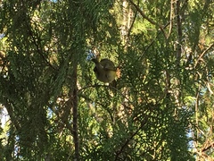 Vireo griseus