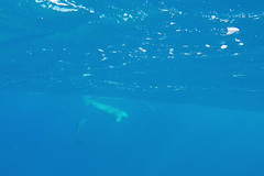 Dugong dugon