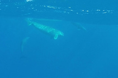 Dugong dugon