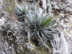 Agave filifera
