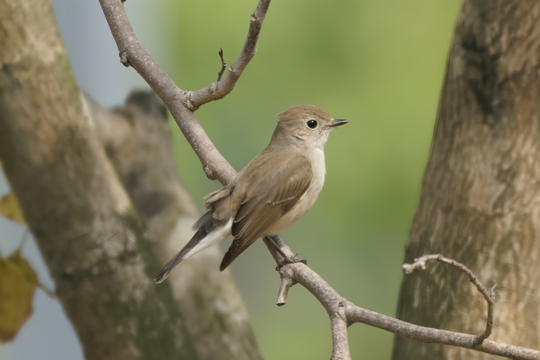 Taiga Flycatcher