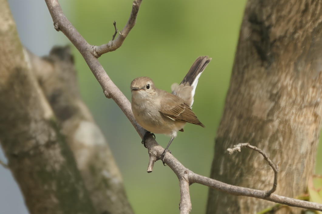 Taiga Flycatcher