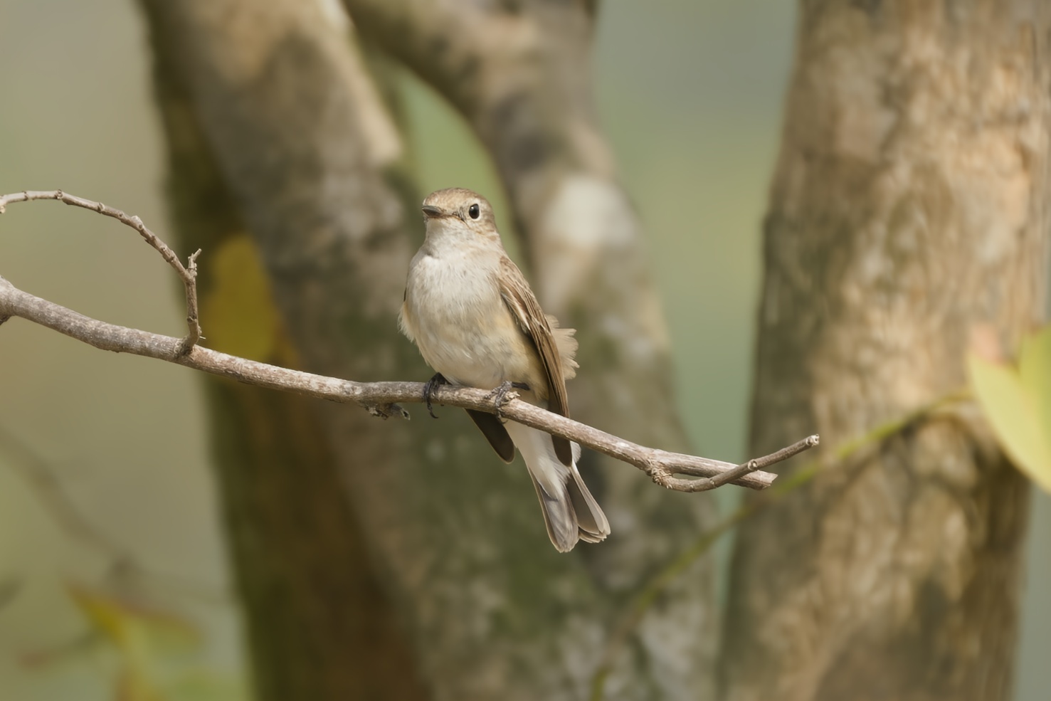 Taiga Flycatcher