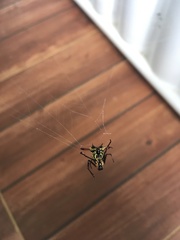 Micrathena macfarlanei