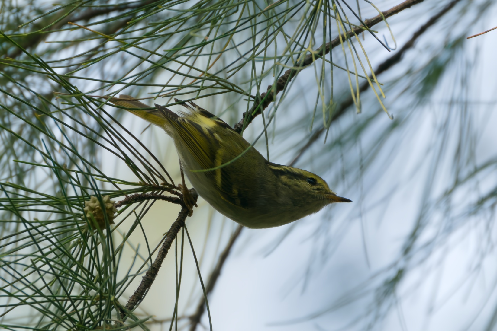 Yellow-browed Warbler
