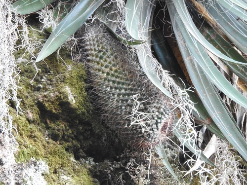 Mammillaria petterssonii