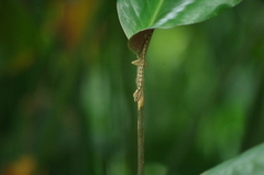 Anolis peraccae