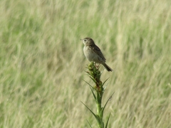 Anthus hellmayri