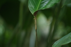 Anolis peraccae