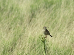 Anthus hellmayri