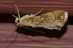 Evergestis pallidata