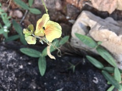 Macroptilium prostratum