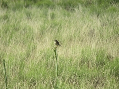 Anthus hellmayri