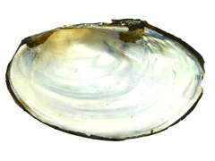 Sinanodonta schrenkii